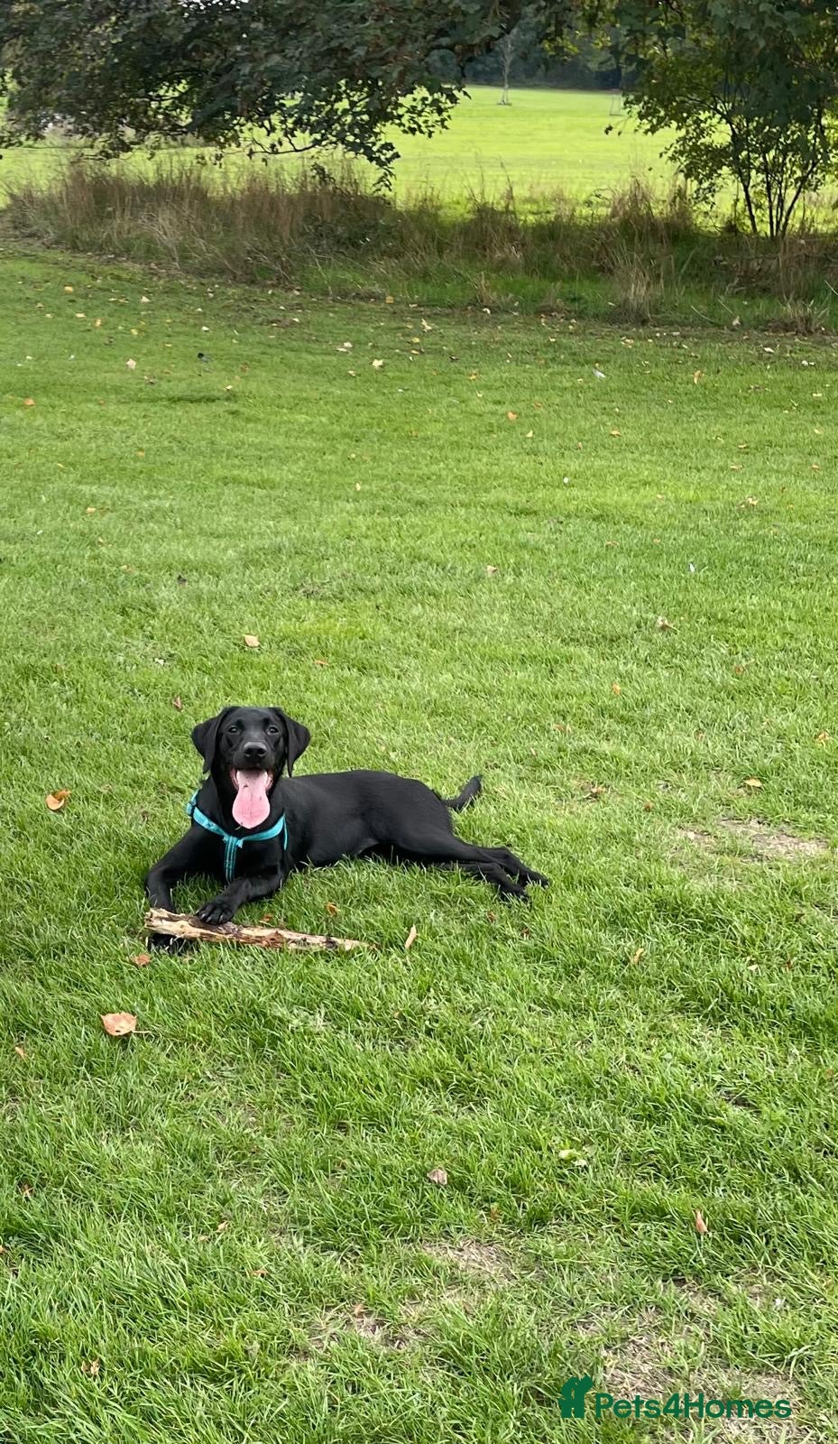 Labrador Retriever dogs Beautiful Labrador Retriever - Luna Aged 1Y - Advert 3