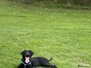Labrador Retriever dogs Viewing Pending: Labrador Retriever - Luna Aged 1Y - Advert 3