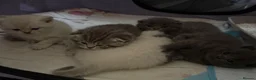 Scottish Fold cats for sale: 5 Beautiful Scottish Fold & straight Kittens - Advert 5