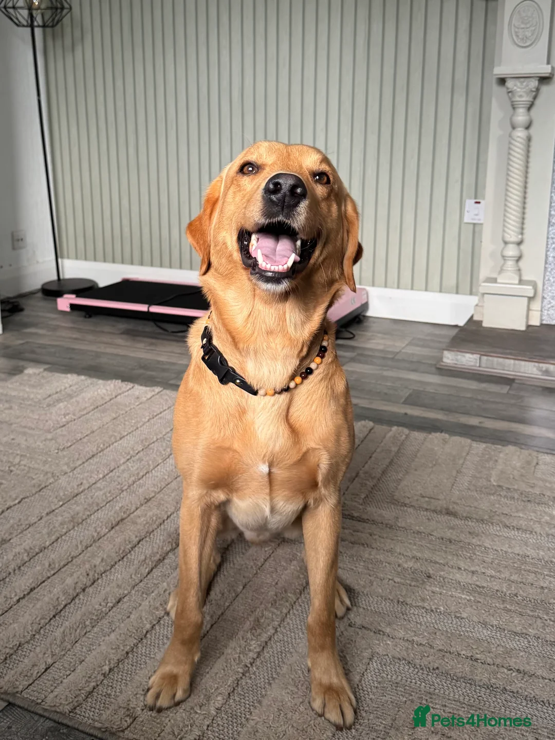 Labrador Retriever dogs for sale: Fox red Irish Labrador for loving family - Advert 3