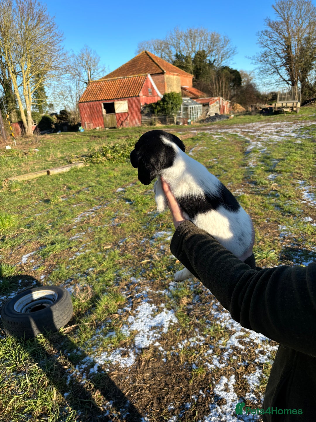 Sprocker dogs for sale: Sprocker puppies  - Advert 7