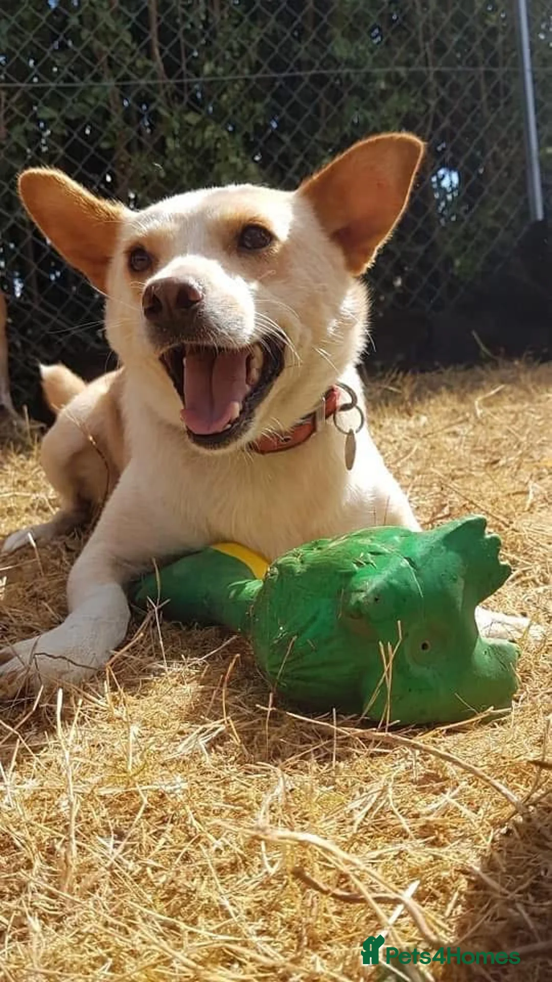 Mixed Breed dogs for adoption: Paddy - Hempnall Norfolk  - Advert 20