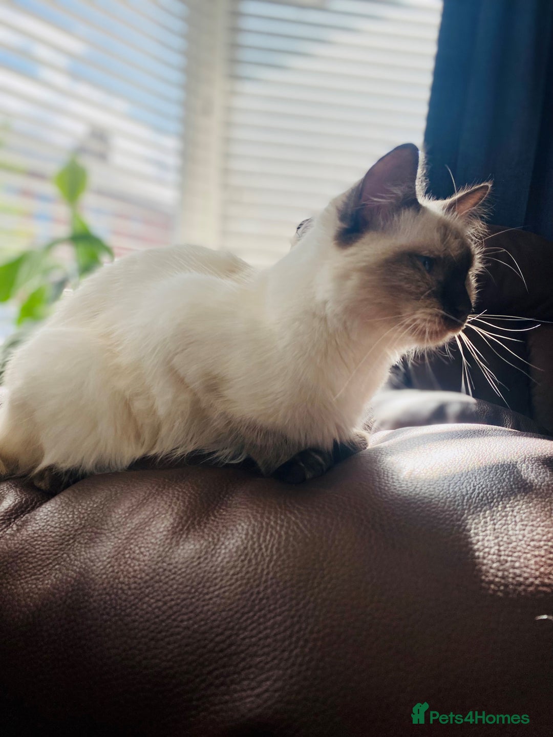 Ragdoll cats for sale: Adorable Ragdoll Kittens  - Image 17