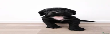 Cocker Spaniel 2