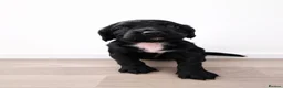 Cocker Spaniel dogs for sale: Working cocker spaniel puppies  in Tonbridge - Advert 7