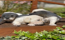 Golden Retriever dogs for sale: Cream Golden Retriever - Image 4