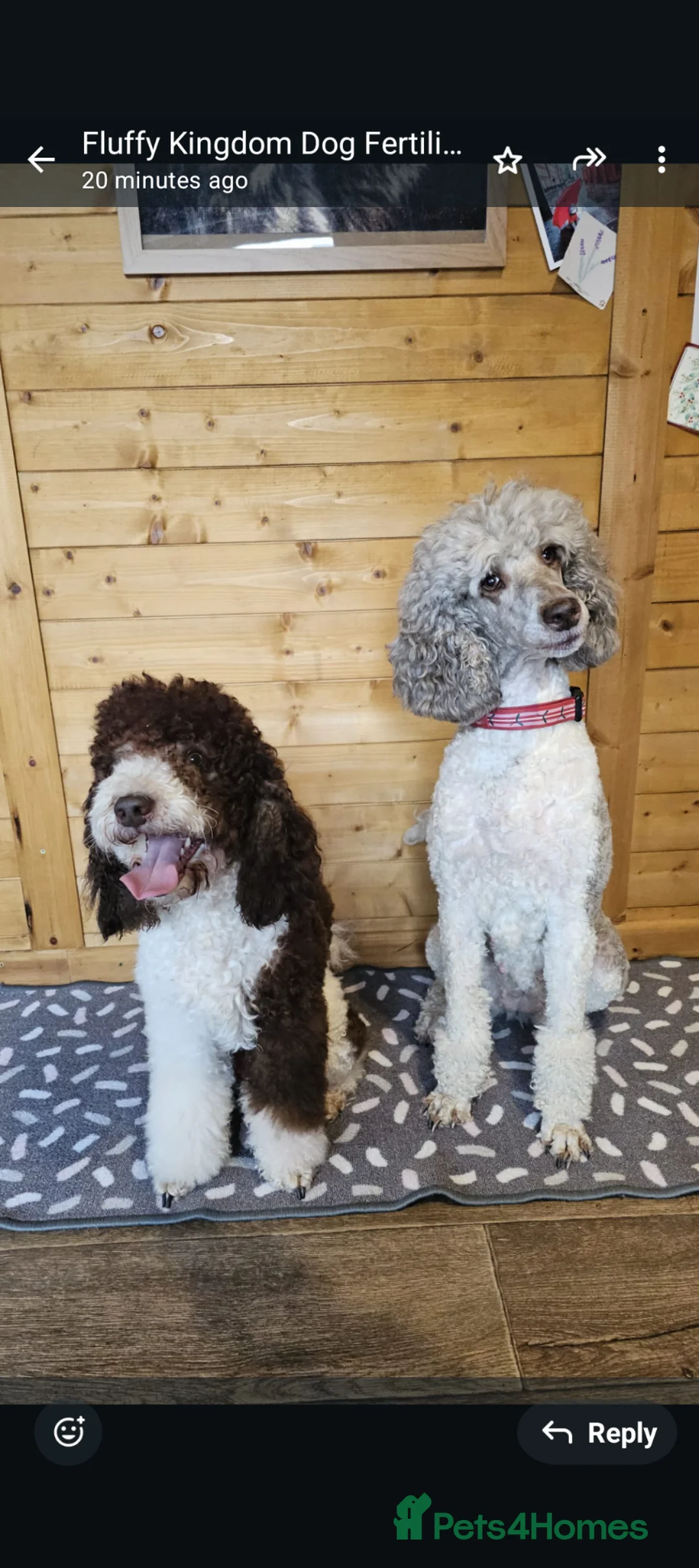 Standard Poodle dogs for sale: Wait list only  - Advert 1