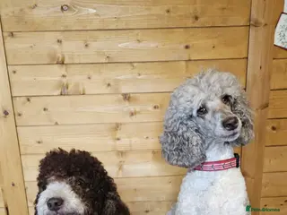 Standard Poodle dogs Wait list only - Advert 9