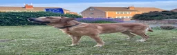 Labrador Retriever dogs for stud: Yellow Labrador Stud – 4th Gen Gun Dog Pedigree - Advert 5