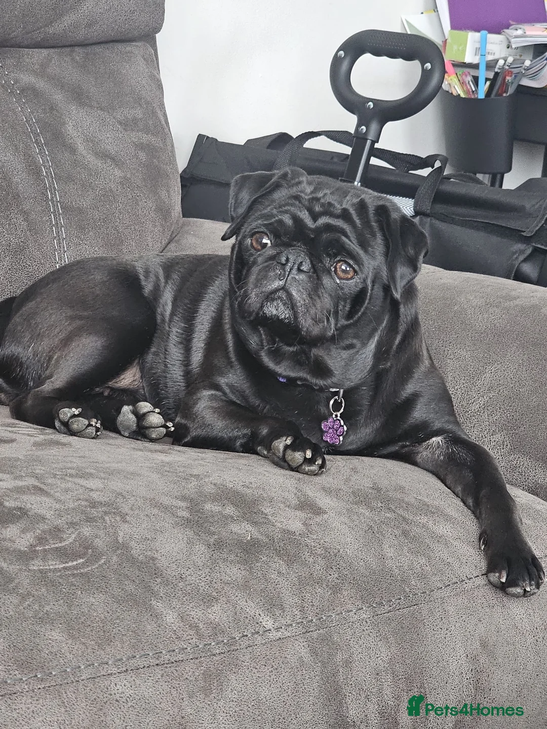 Pug dogs for sale: 3 year old black pug  in Corby - Advert 2