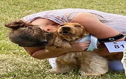 Cocker Spaniel dogs for stud: Outstanding Show Cocker for stud  - Image 3