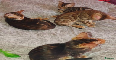 Bengal cats - Advert 11