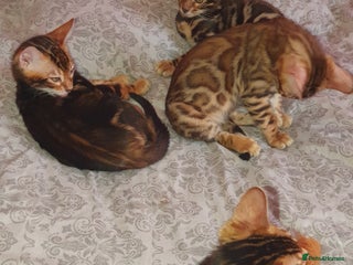 Bengal cats - Advert 8
