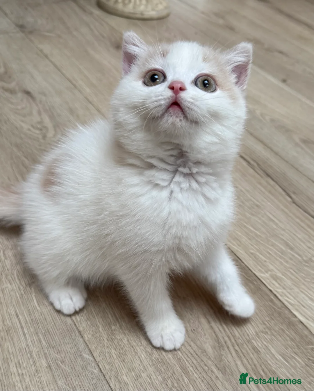 British Shorthair cats for sale: Beautiful GCCF Registered Baby Boy - Georgie 💙 - Advert 3