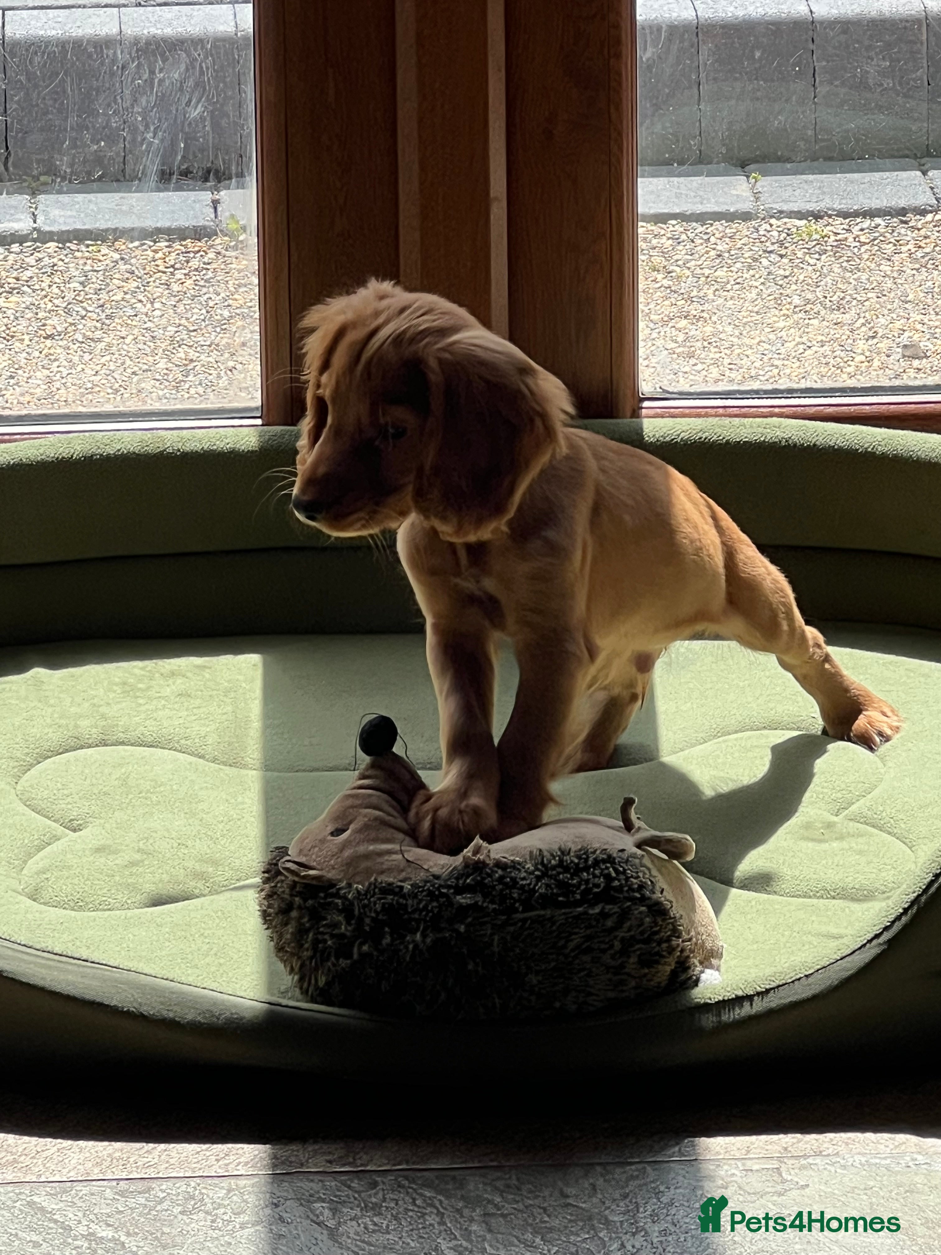 Cocker Spaniel dogs Working cocker spaniel kc registered boys only  - Advert 2