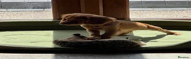 Cocker Spaniel Puppy 1