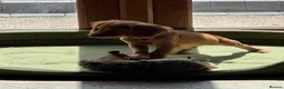 Cocker Spaniel dogs for sale: Working cocker spaniel kc registered boys only  - Advert 4