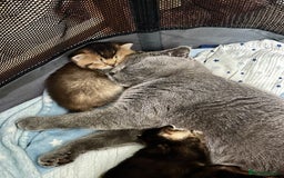 Scottish Fold cats for sale: Scottish Fold Kittens ( only 2 left ) - Image 5