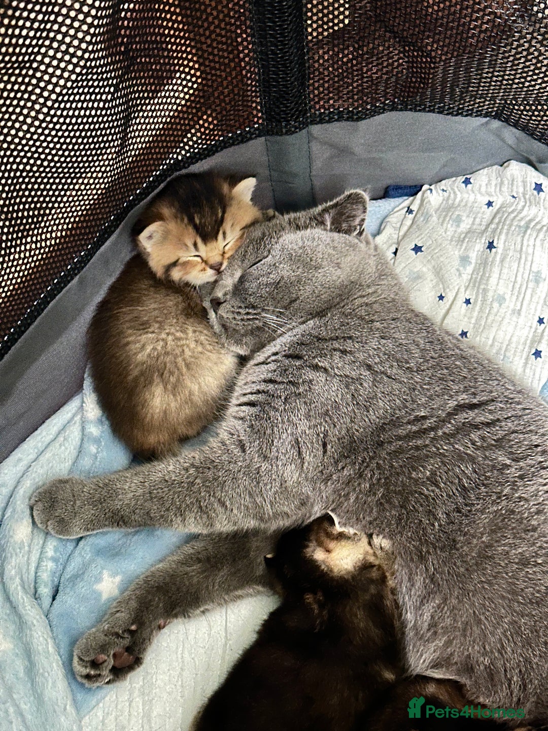 Scottish Fold cats for sale: Scottish Fold Kittens ( only 2 left ) - Image 5
