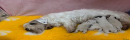 Sealyham Terrier dogs for sale: Sealyham Terrier Puppies  - Advert 11