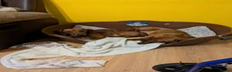 Dachshund dogs for sale: Two Male Daschunds  in Scunthorpe - Advert 2