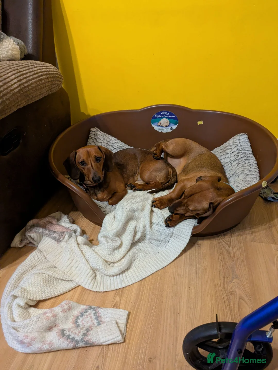 Dachshund dogs for sale: Two Male Daschunds  in Scunthorpe - Advert 2