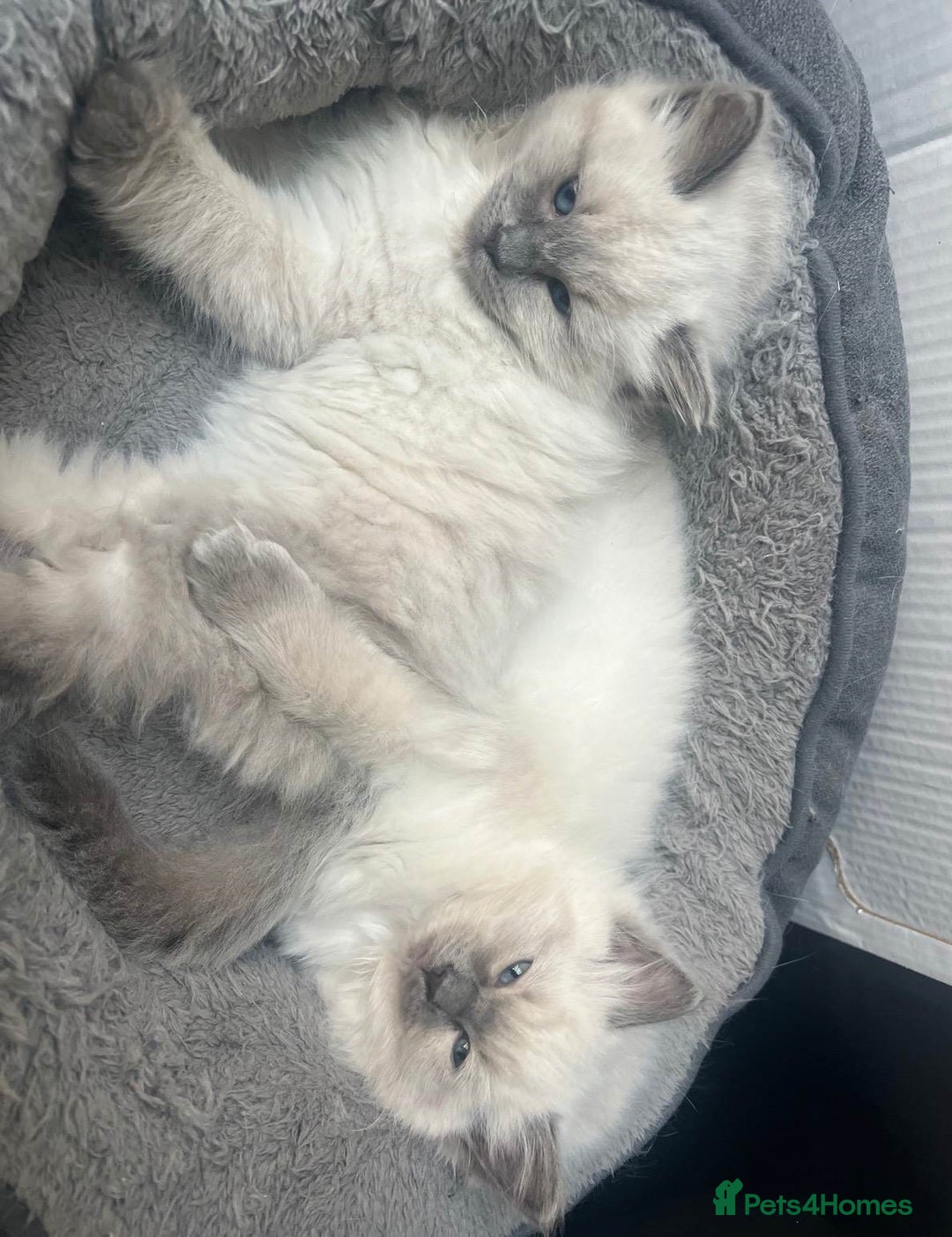 Ragdoll cats for sale: Meet theses beautiful Rag doll kittens today. - Advert 3