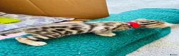 Bengal cats for sale: Amazing Bengal Kittens for sale  - Advert 37