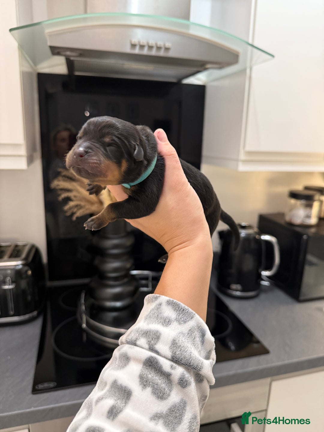 Rottweiler dogs for sale: Chunky Rottweiler puppies - Advert 12