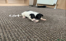 Jack Russell dogs for sale: Jack Russell puppy’s  - Image 13