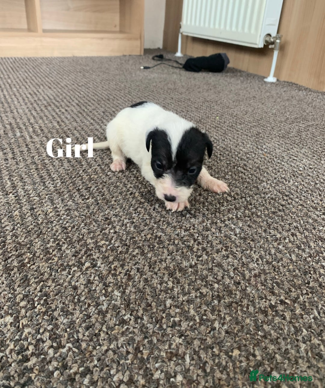 Jack Russell dogs for sale: Jack Russell puppy’s  - Image 13