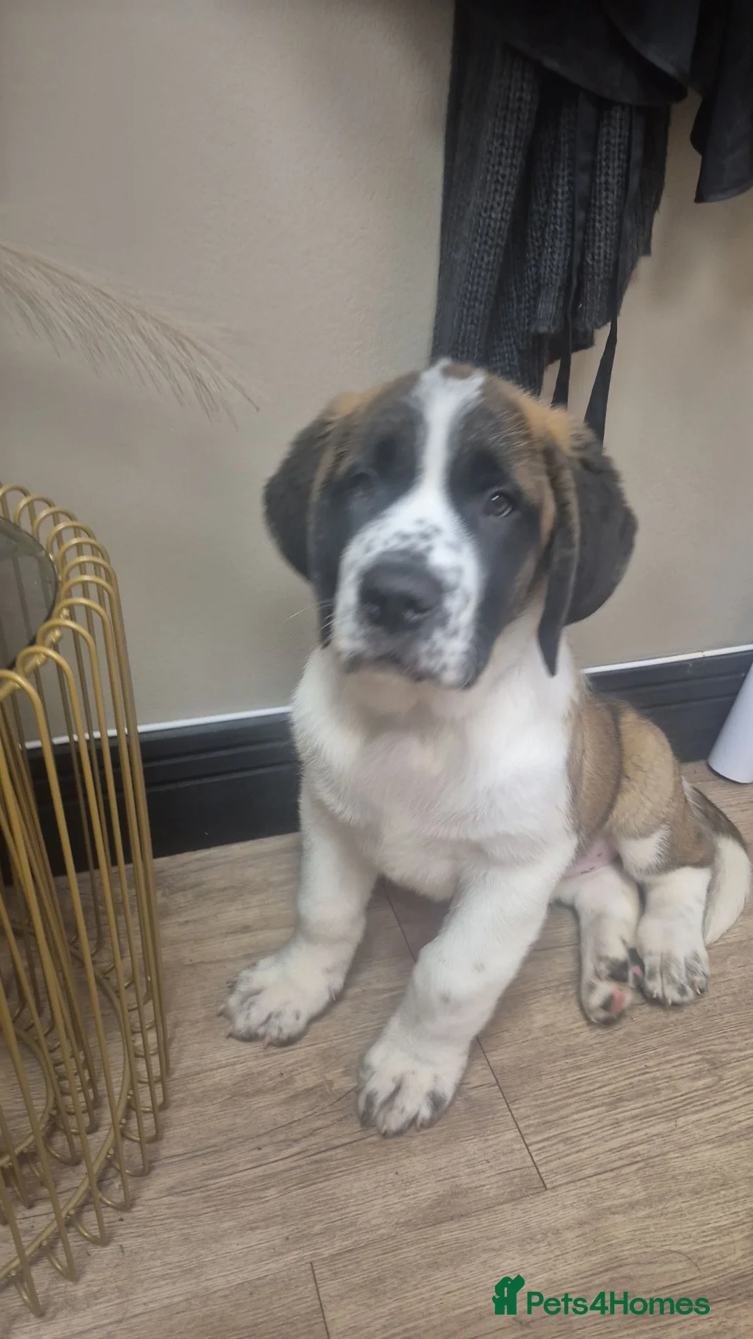 Saint Bernard dogs for sale: Saint Bernard Puppy. - Advert 5