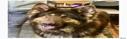 German Shepherd dogs for sale: Straight-Back German Shepherd Puppies  - Advert 22