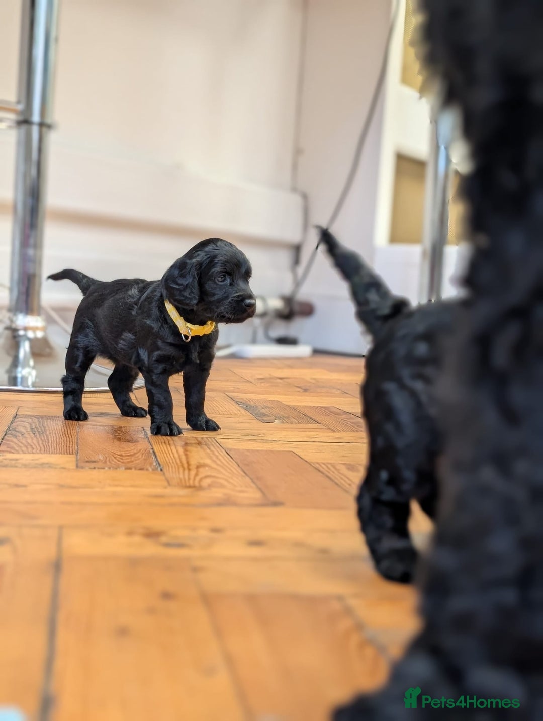 Cockapoo dogs for sale: ✨ F2 Cockapoo Puppies – Ready mid Nov ✨ - Image 11