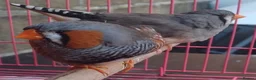 Finches birds for sale: ZEBRA FINCHES SHOW CLASS EXIBITION SIZE PAIR - Advert 2