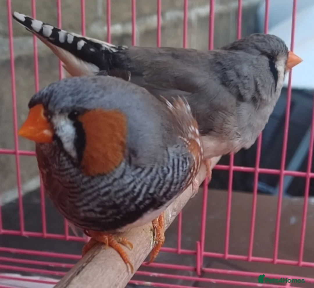 Finches birds for sale: ZEBRA FINCHES SHOW CLASS EXIBITION SIZE PAIR - Advert 2