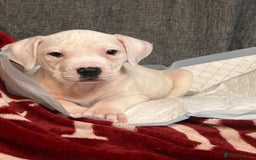 American Bulldog dogs for sale: American Bulldog - Image 18