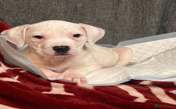 American Bulldog dogs - Advert 2