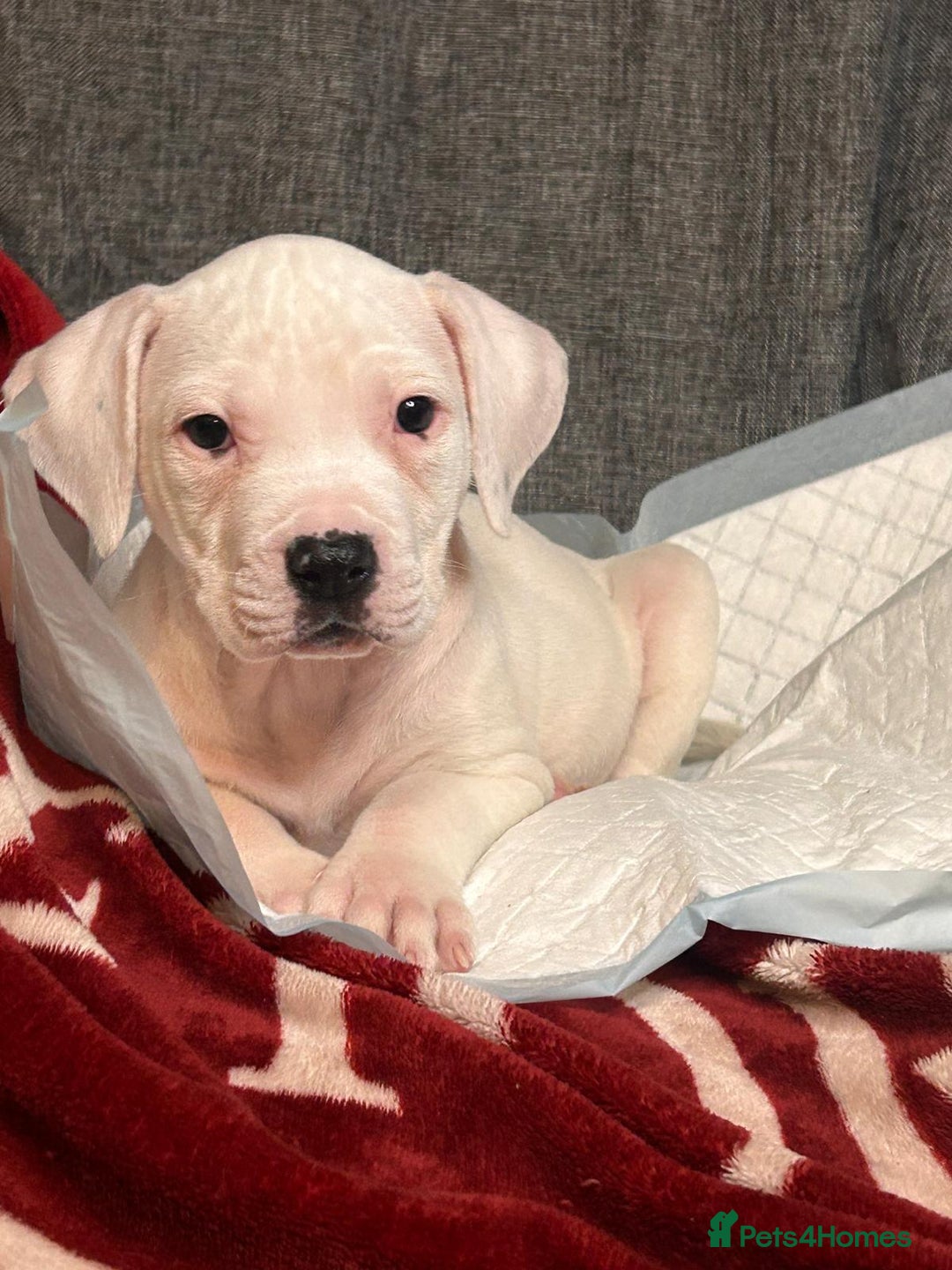 American Bulldog dogs for sale: American Bulldog - Image 18