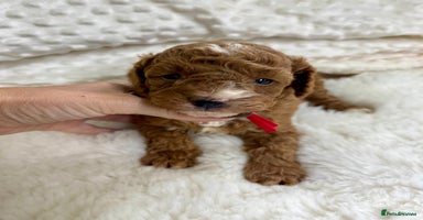 Cavapoo dogs - Advert 11