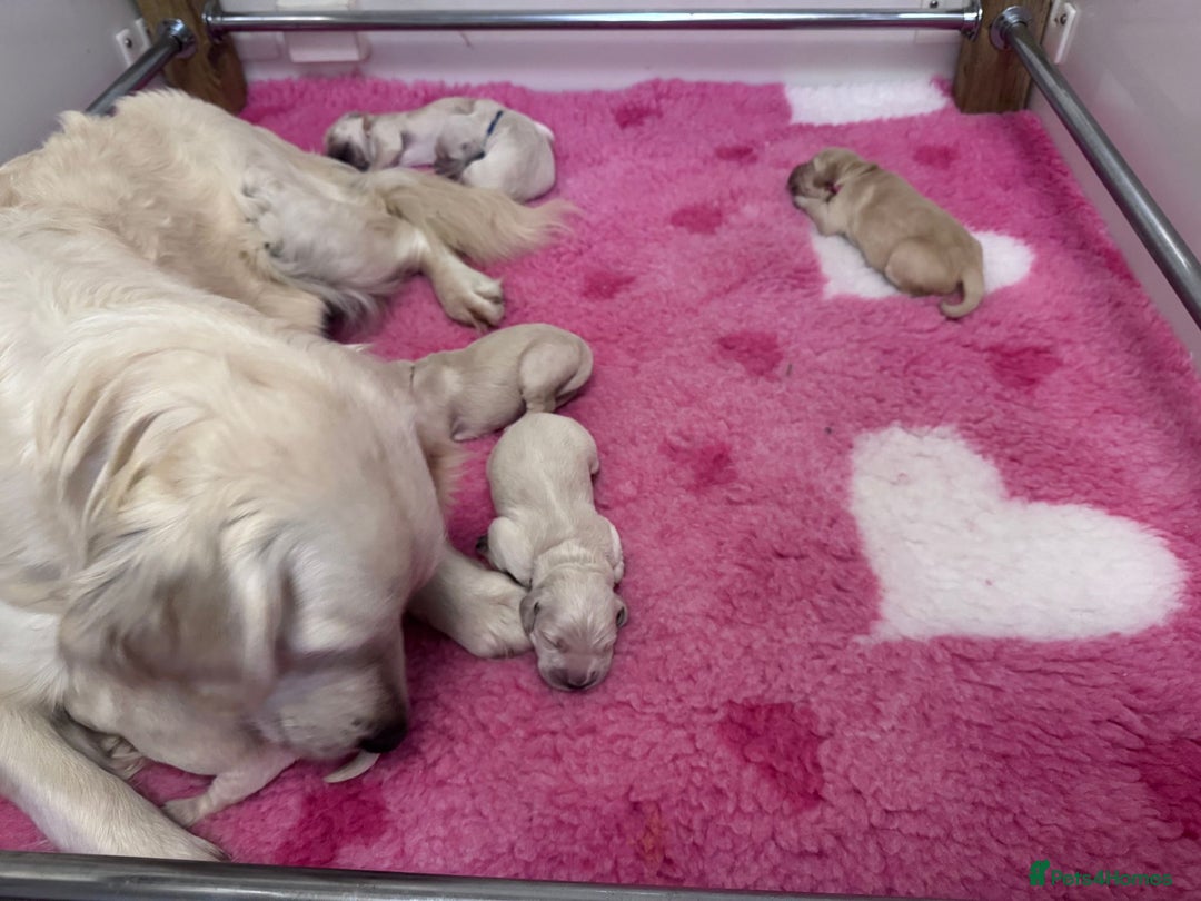 Golden Retriever dogs for sale: KC Fully health tested Golden retriever puppies - Image 20