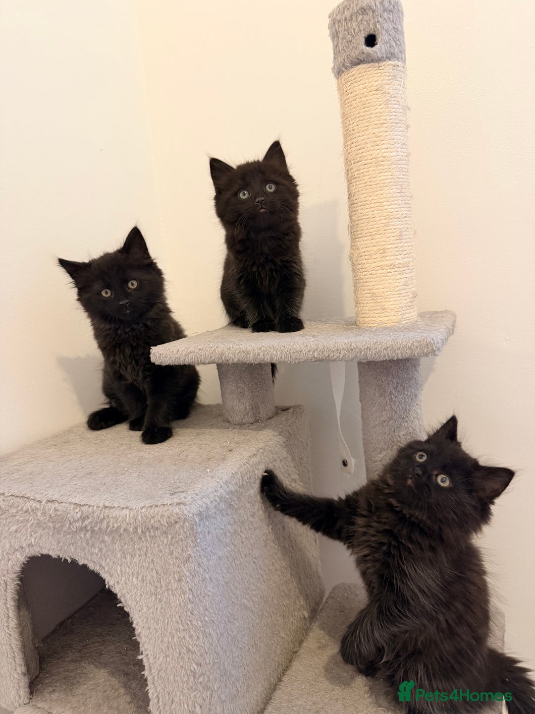 Ragdoll cats for sale: 4 Adorable Ragdoll x Persian Kittens Ready To Go‼️ - Advert 8