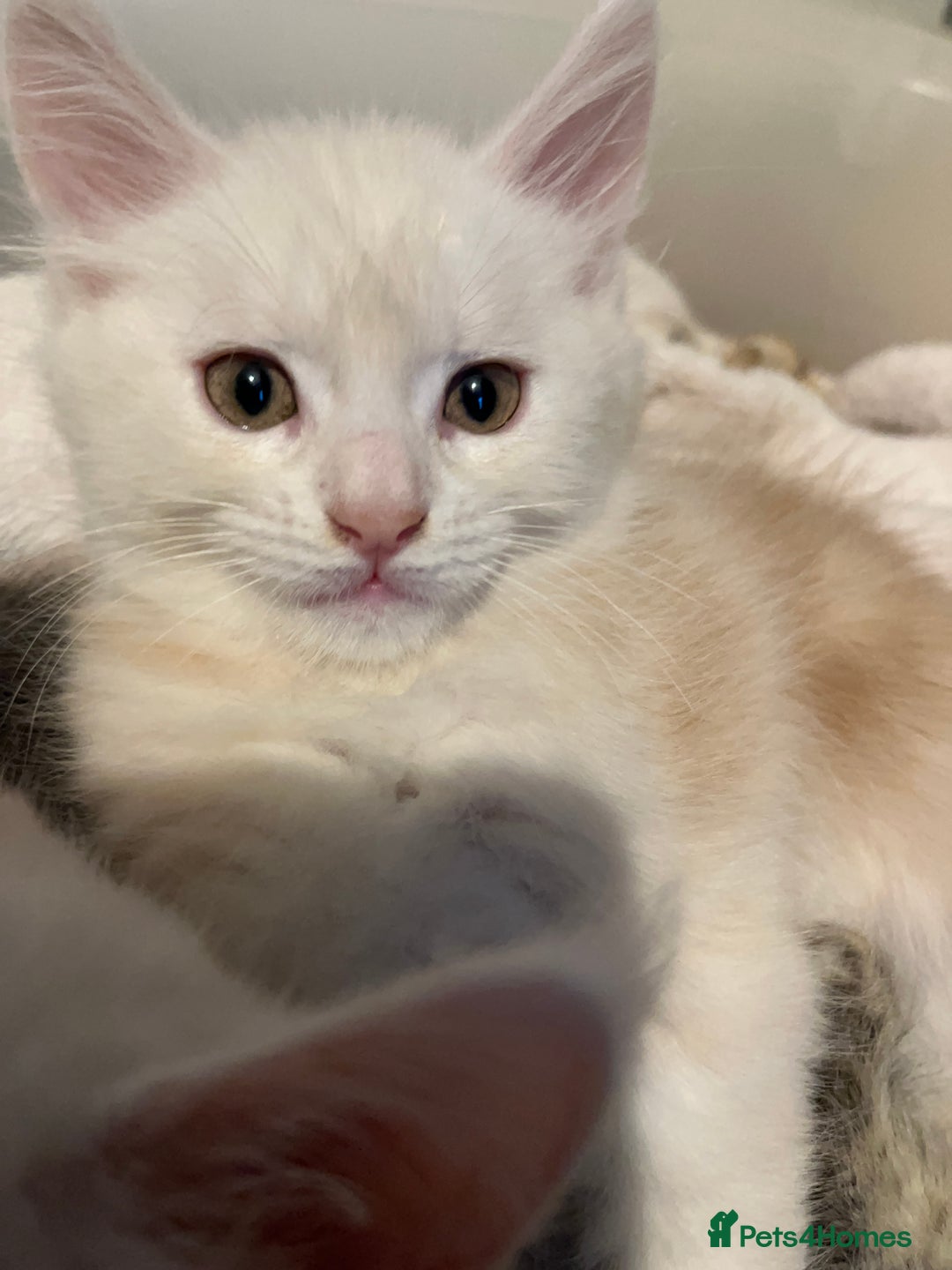 Maine Coon cats for sale: Purebred Maincoons Kittens - Advert 8