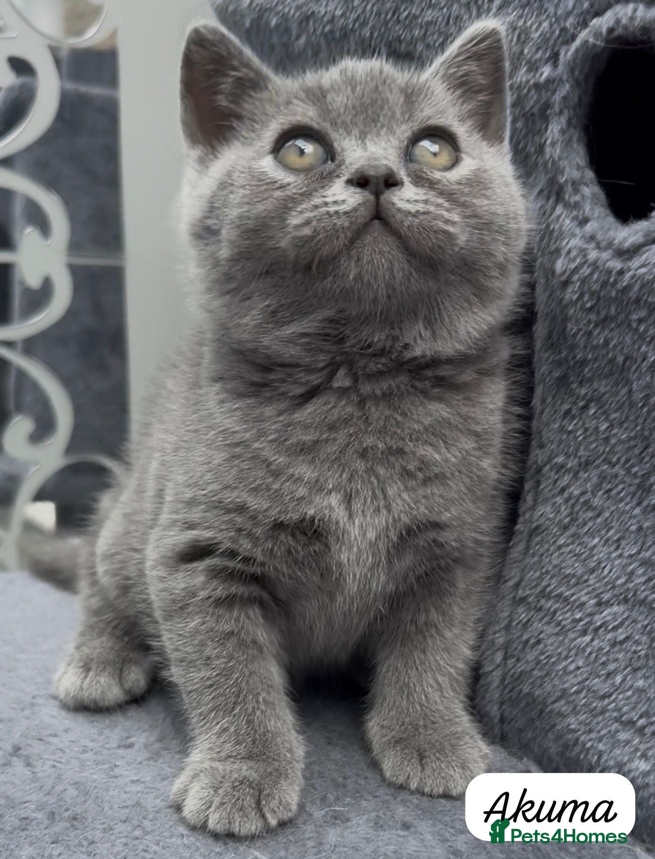 British Shorthair cats 4 Blue Striped Spotted British shorthair kittens - Advert 15