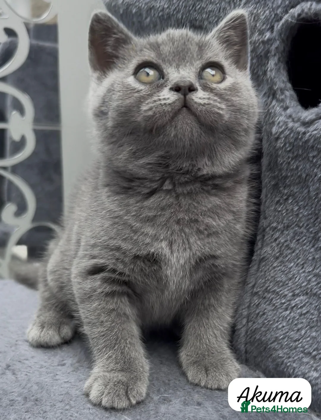 British Shorthair cats for sale: 4 Blue Striped Spotted British shorthair kittens - Advert 1