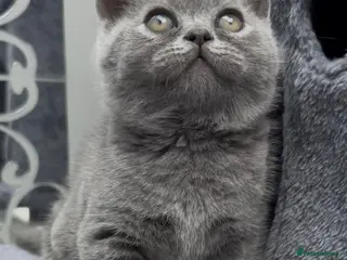 British Shorthair cats 4 Blue Striped Spotted British shorthair kittens - Advert 1