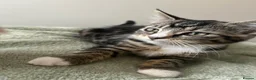 Mixed Breed cats for sale: Kittens for sale  - Advert 4