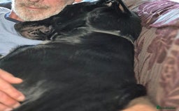 Mixed Breed dogs for sale: Mr pickle - Image 8