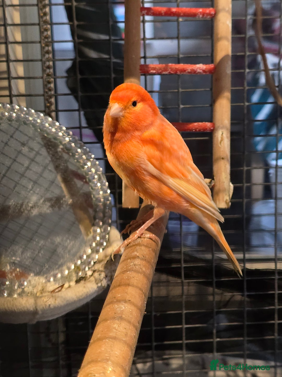 Canaries birds for sale: canaries for sale  - Advert 3