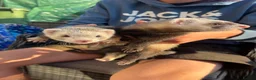 Ferret rodents for sale: 4 young Jill ferrets polecat cross silver  in March - Advert 5